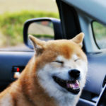 「日本を代表する犬種」幸せに暮らせる家づくり